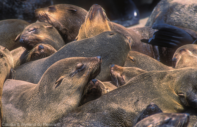 Cape Cross seal colony, Namibia