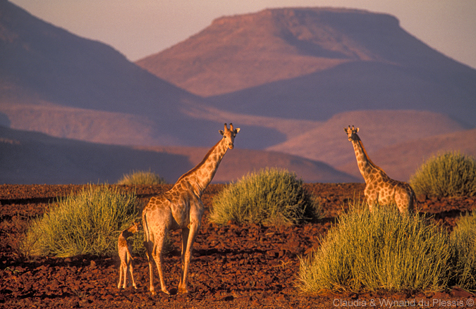 Giraffe in Palmwag, Namibia