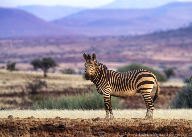 A zebra in Palmwag, Namibia