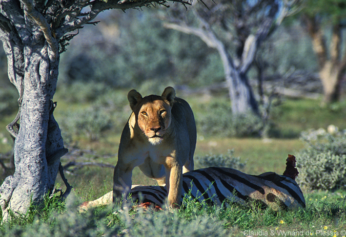 A lion with a zebra kill in Etosha National Park, Namibia