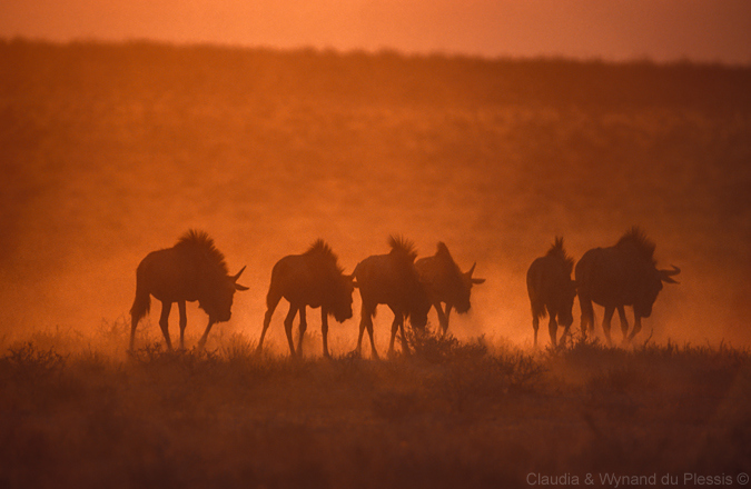 Wildebeest at sunrise in Etosha National Park , Namibia