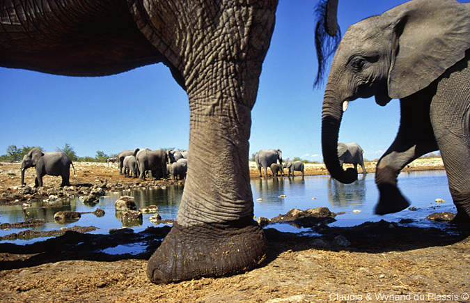 Elephants up close in Etosha National Park, Namibia 