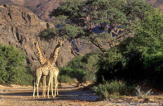 Giraffe in the Hoanib River area, Namibia