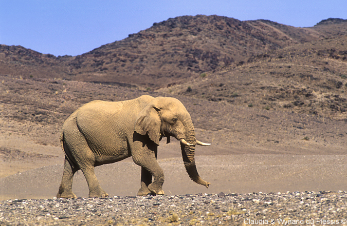 An elephant spotted in the Hoanib River area, Namibia