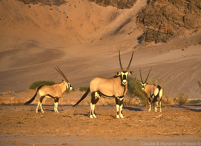 Gemsbok, Namibia
