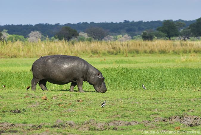 A hippo grazes in Mahango Game Reserve, Namibia