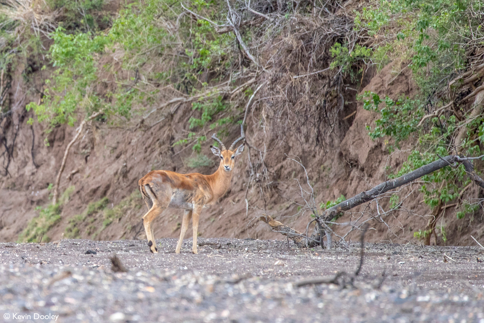 Male impala standing in dry riverbed