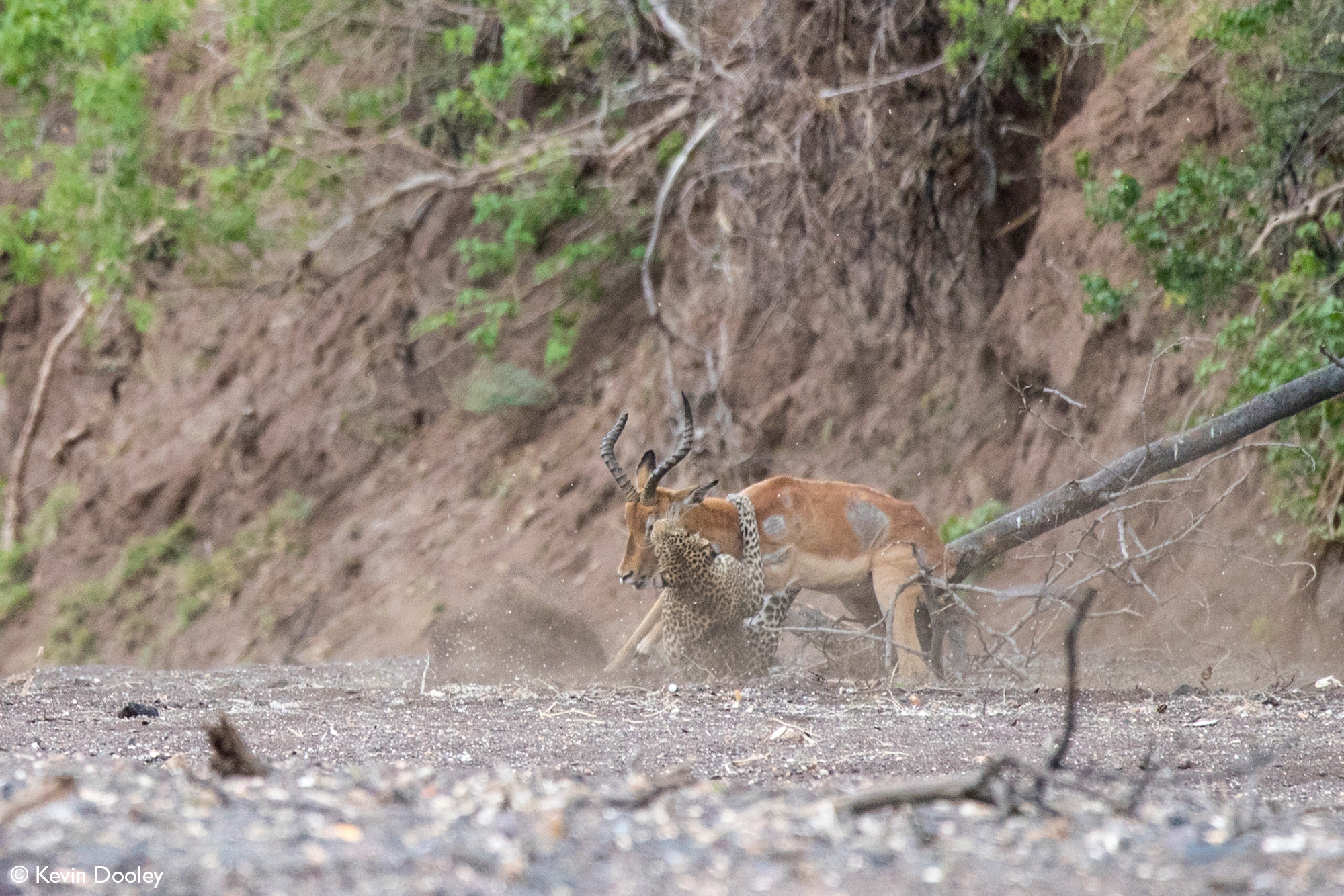 Leopardess holds onto her prey