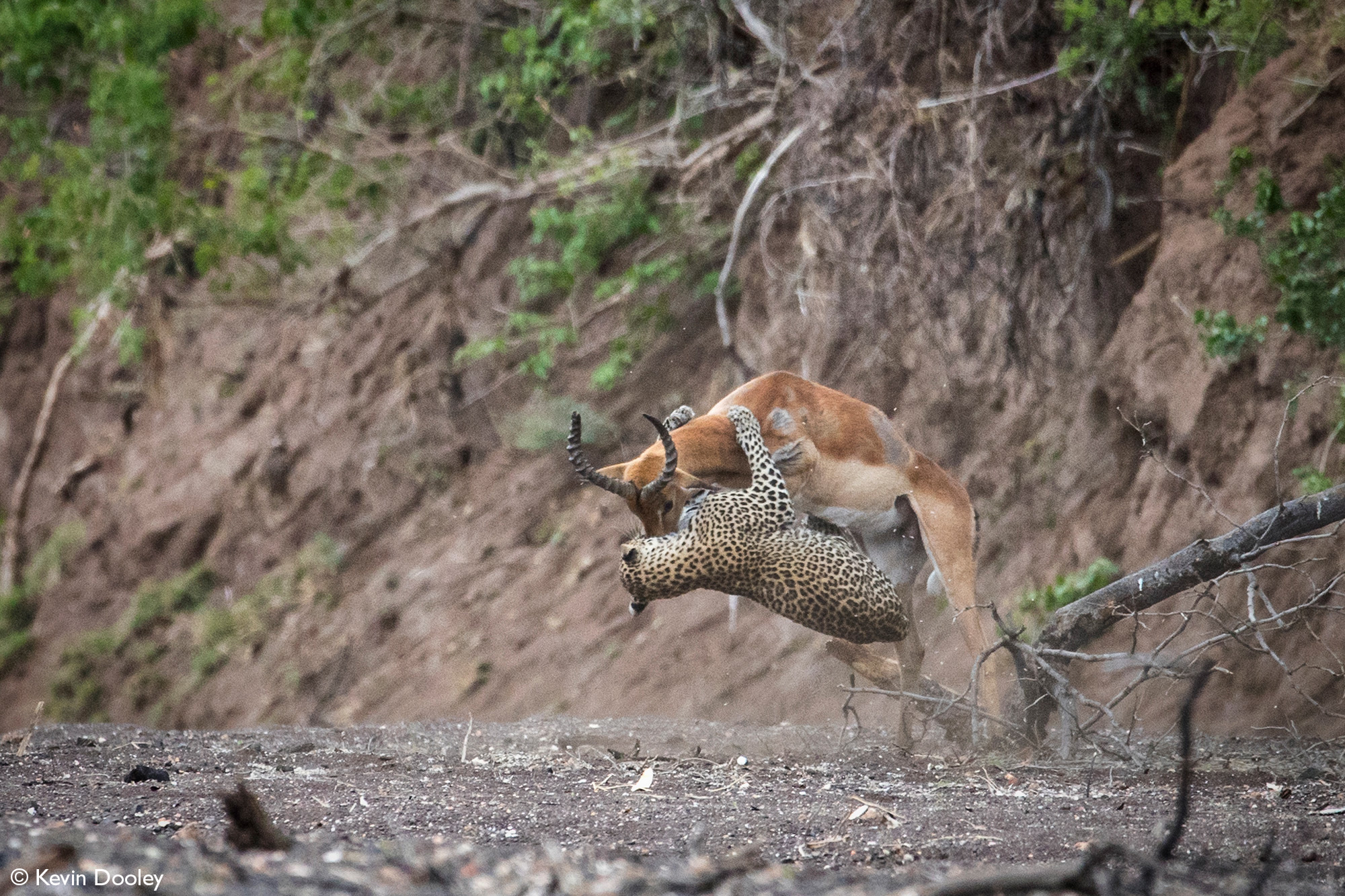 Impala tries to escape leopardess