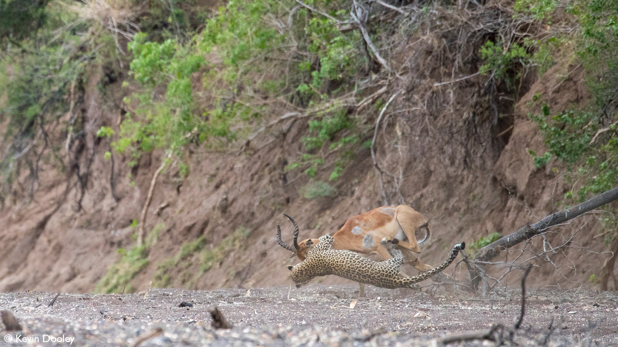 Leopardess brings impala down second time