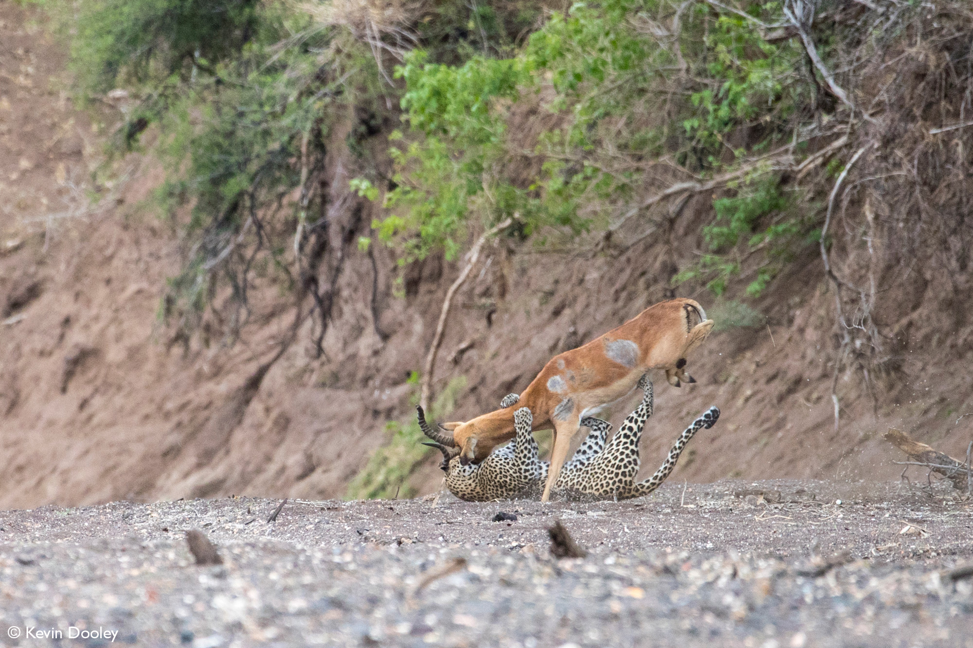 Leopardess wrestles impala to ground