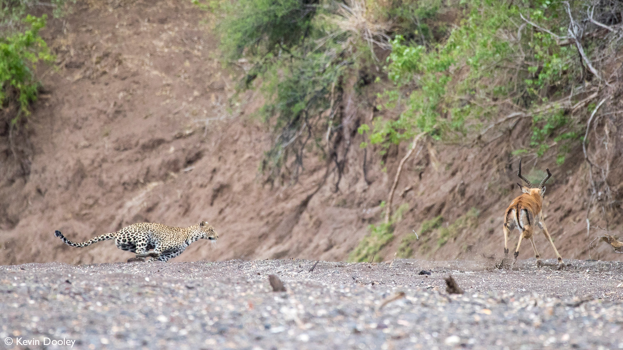 Leopardess chasing after male impala