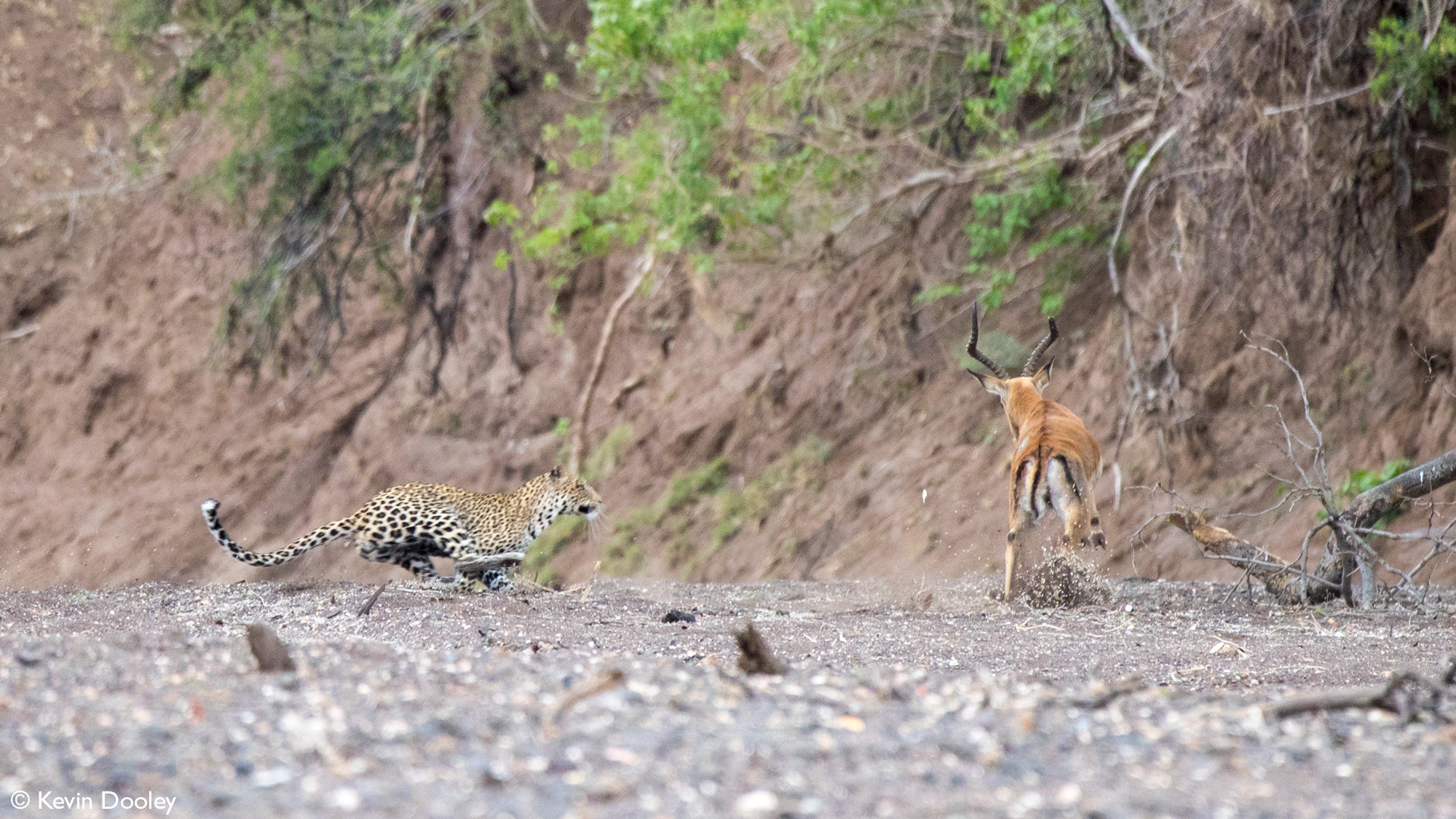 Leopardess about to catch impala