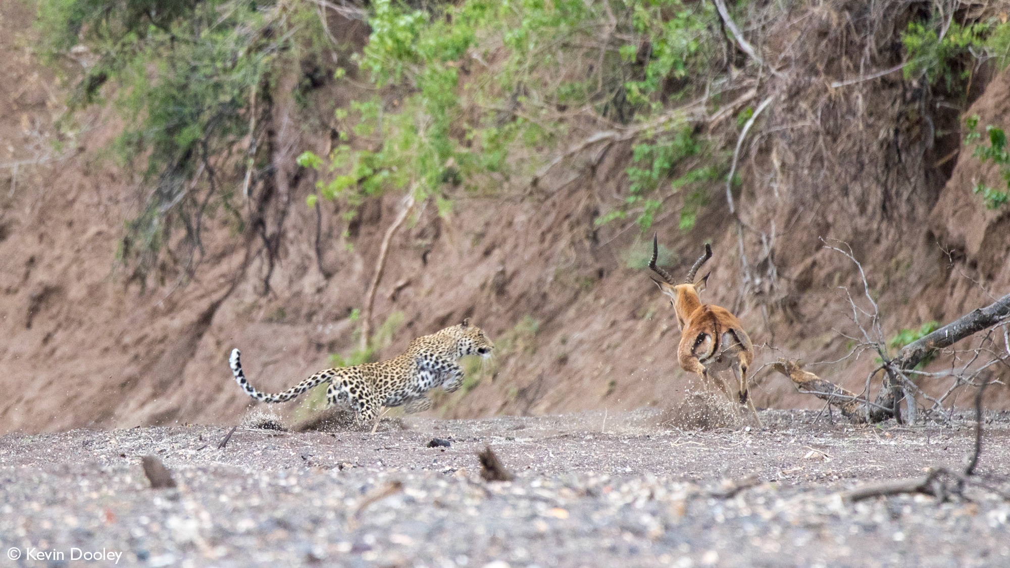 Leopardess leaping after impala