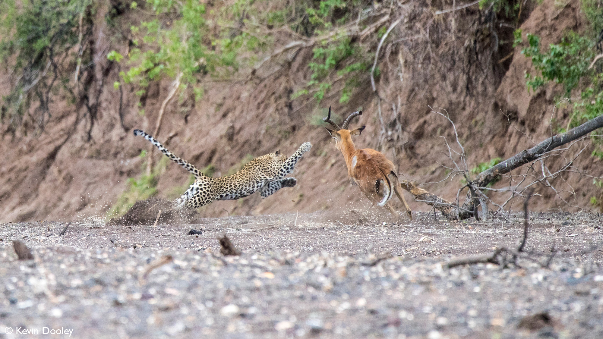 Leopardess strikes a paw out to hit impala