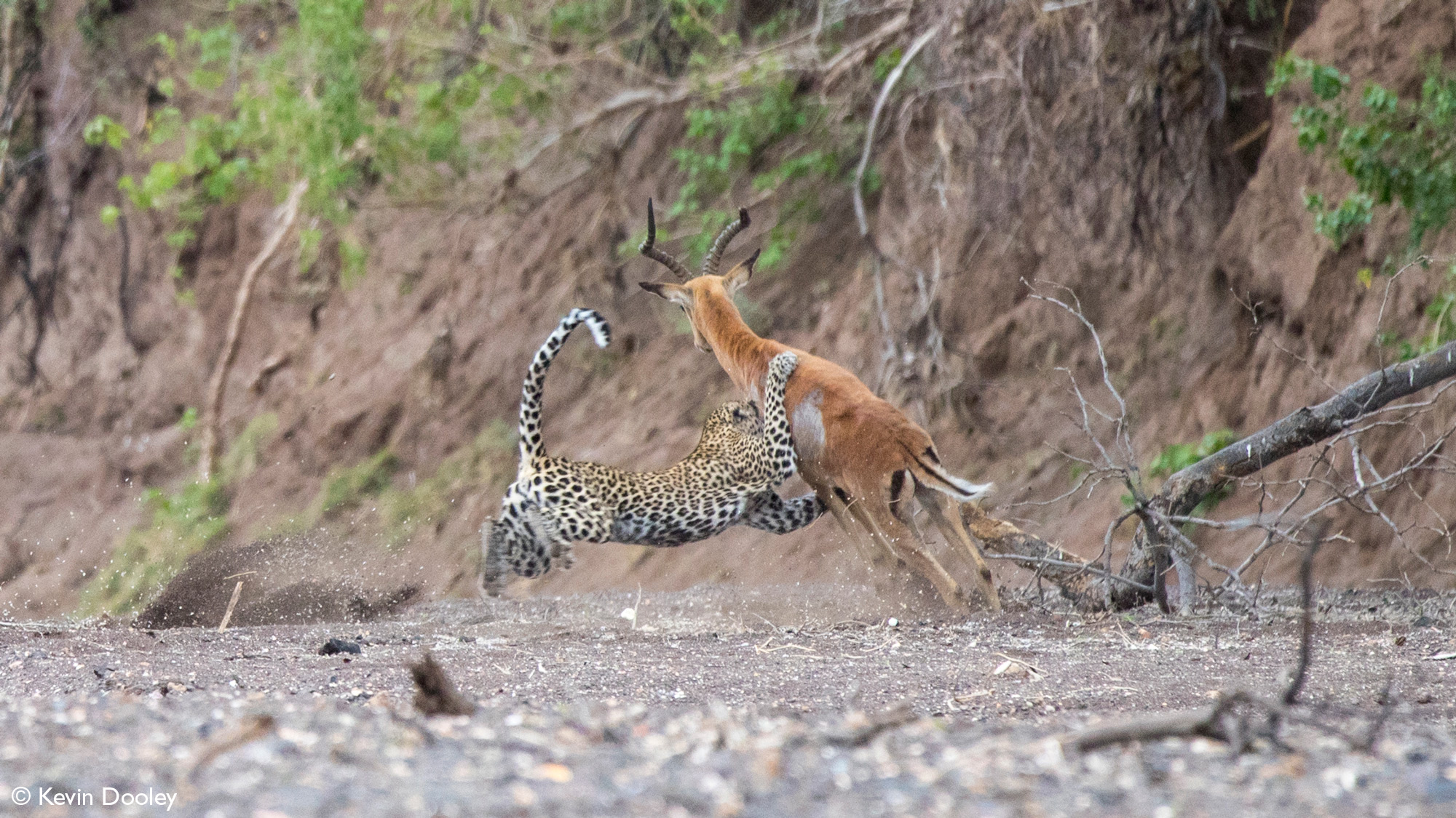 Leopardess catches impala