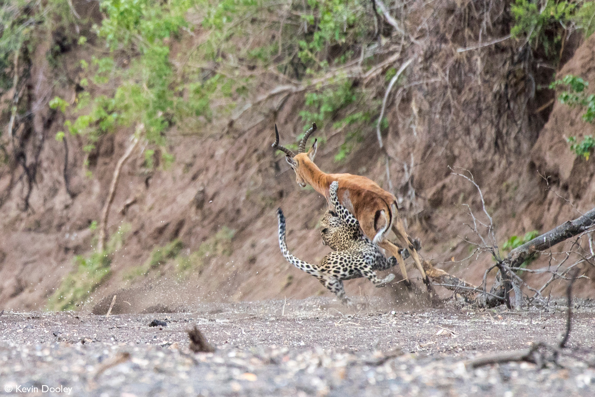 Leopardess takes down impala
