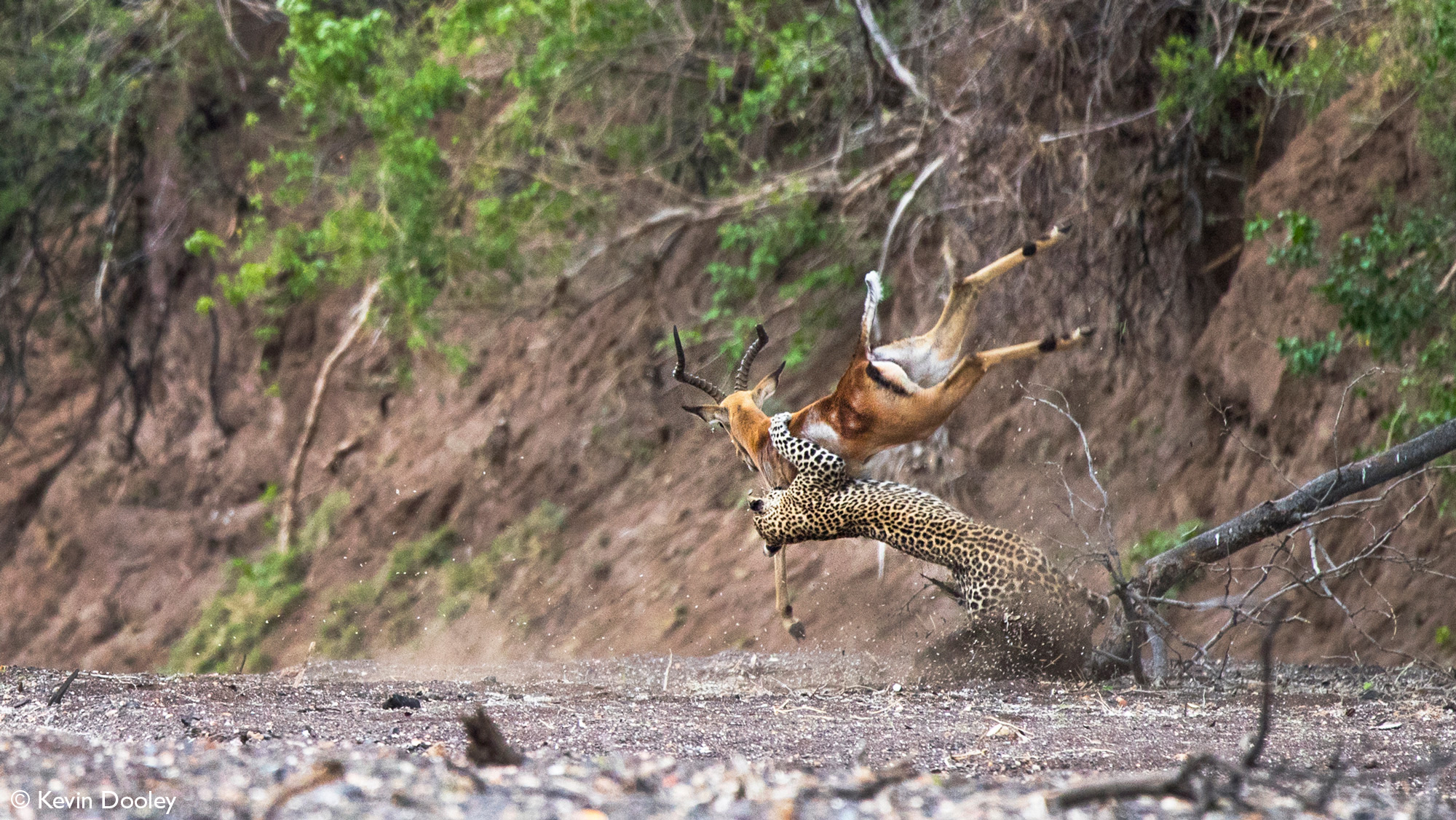 Leopardess flings impala into the air