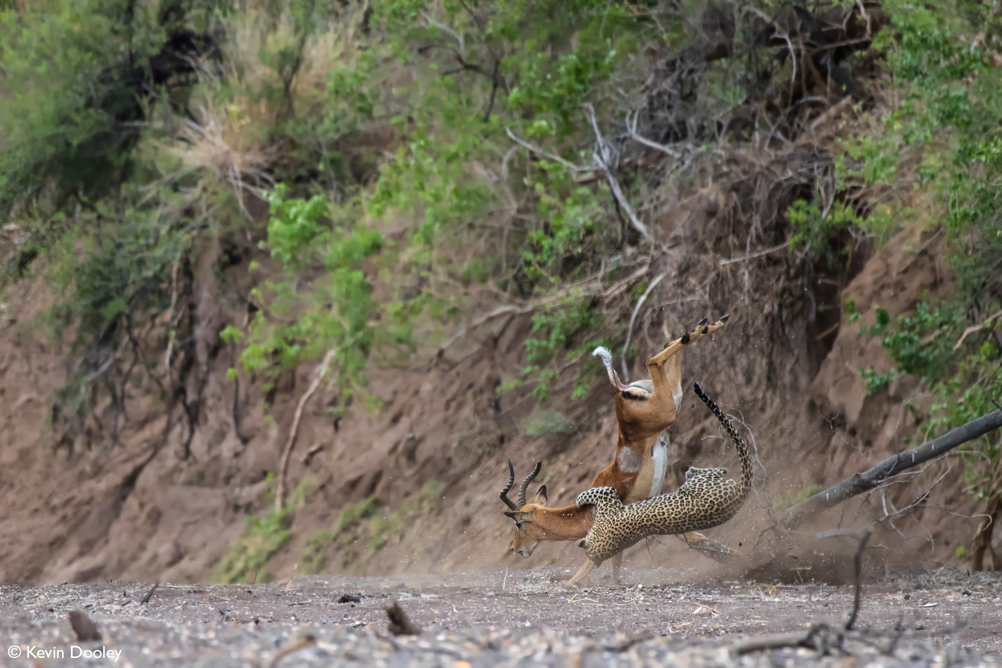 Leopardess brings impala down