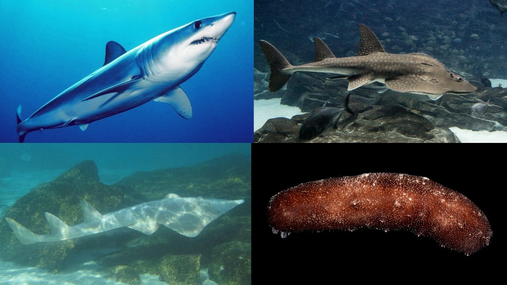 Collage showing mako sharks, wedgefish, guitarfish and sea cucumber