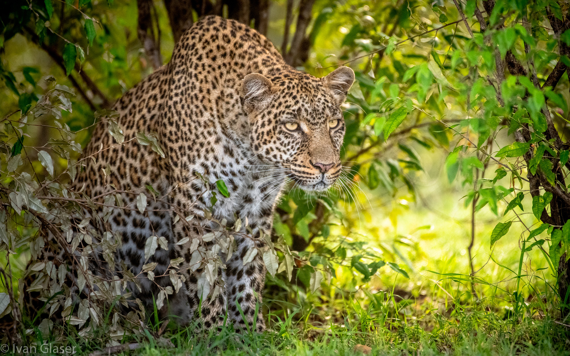 A leopard in Maasai Mara