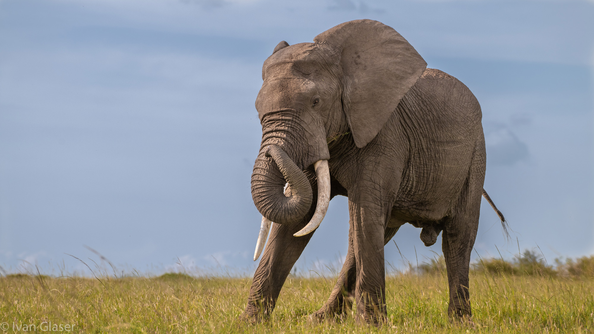 An elephant in Maasai Mara