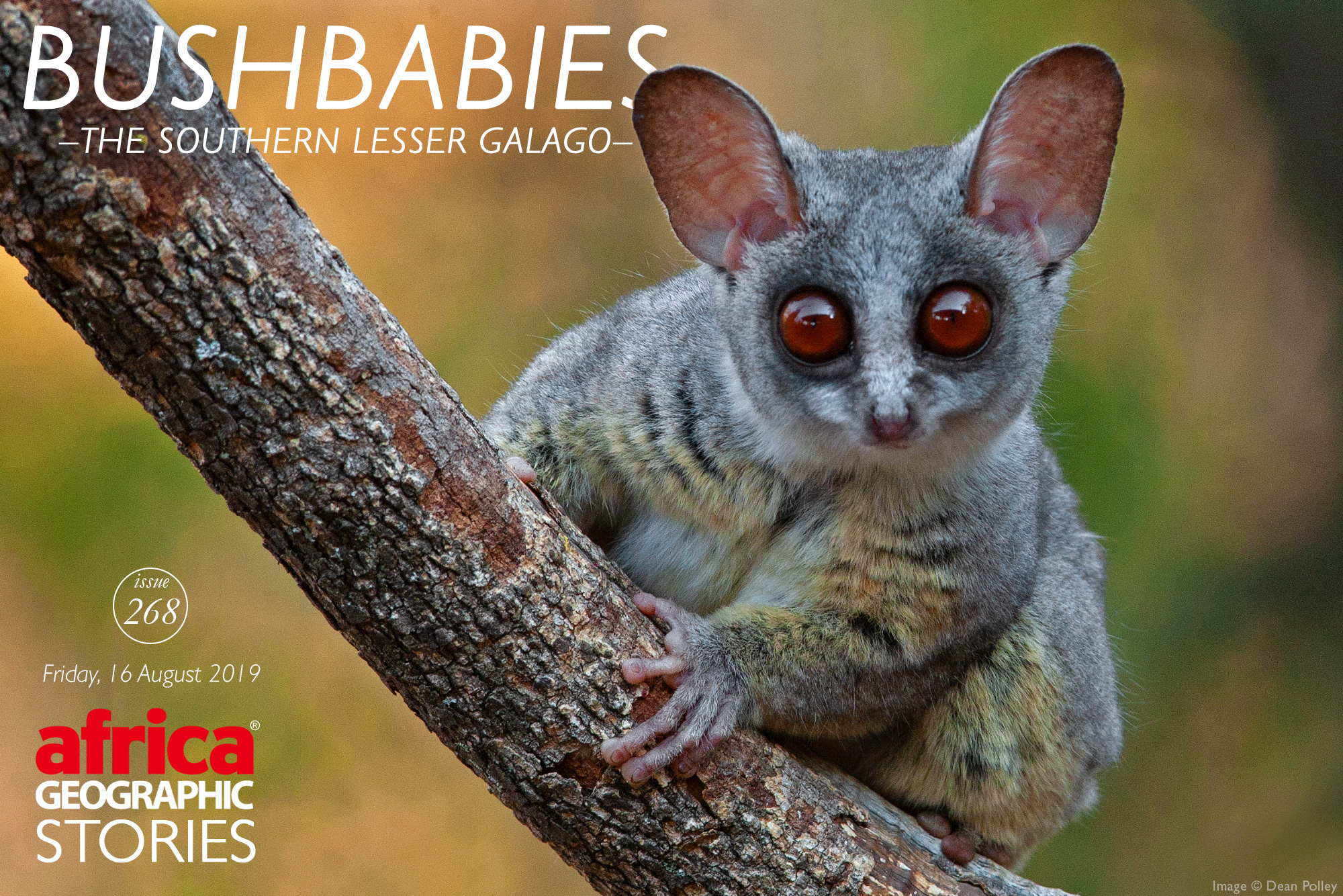 Bushbabies The Southern Lesser Galago Africa Geographic
