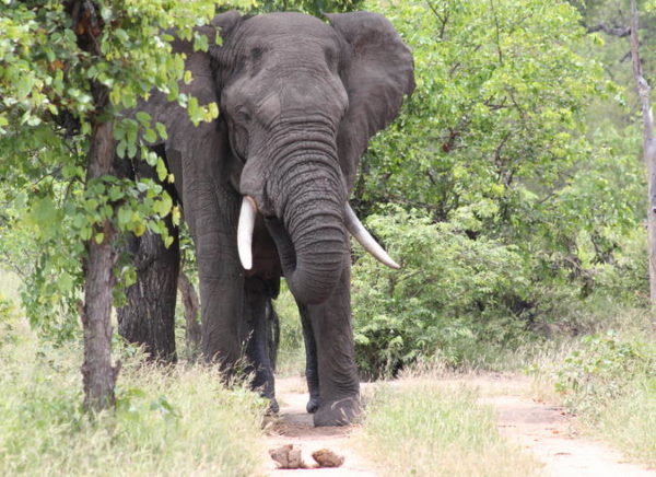 Poor fencing has devastating effects on roaming elephants - Africa ...