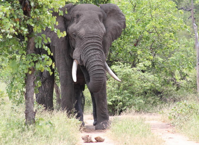 Elephant in a reserve in South Africa