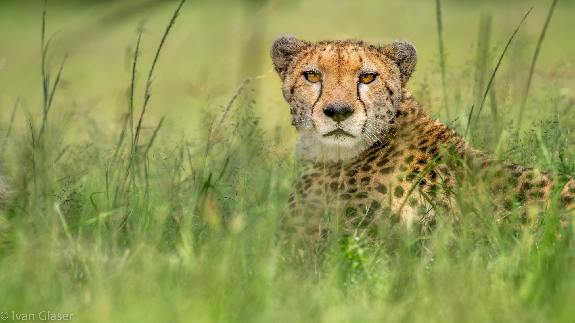 Cheetah resting in the grass in Maasai Mara