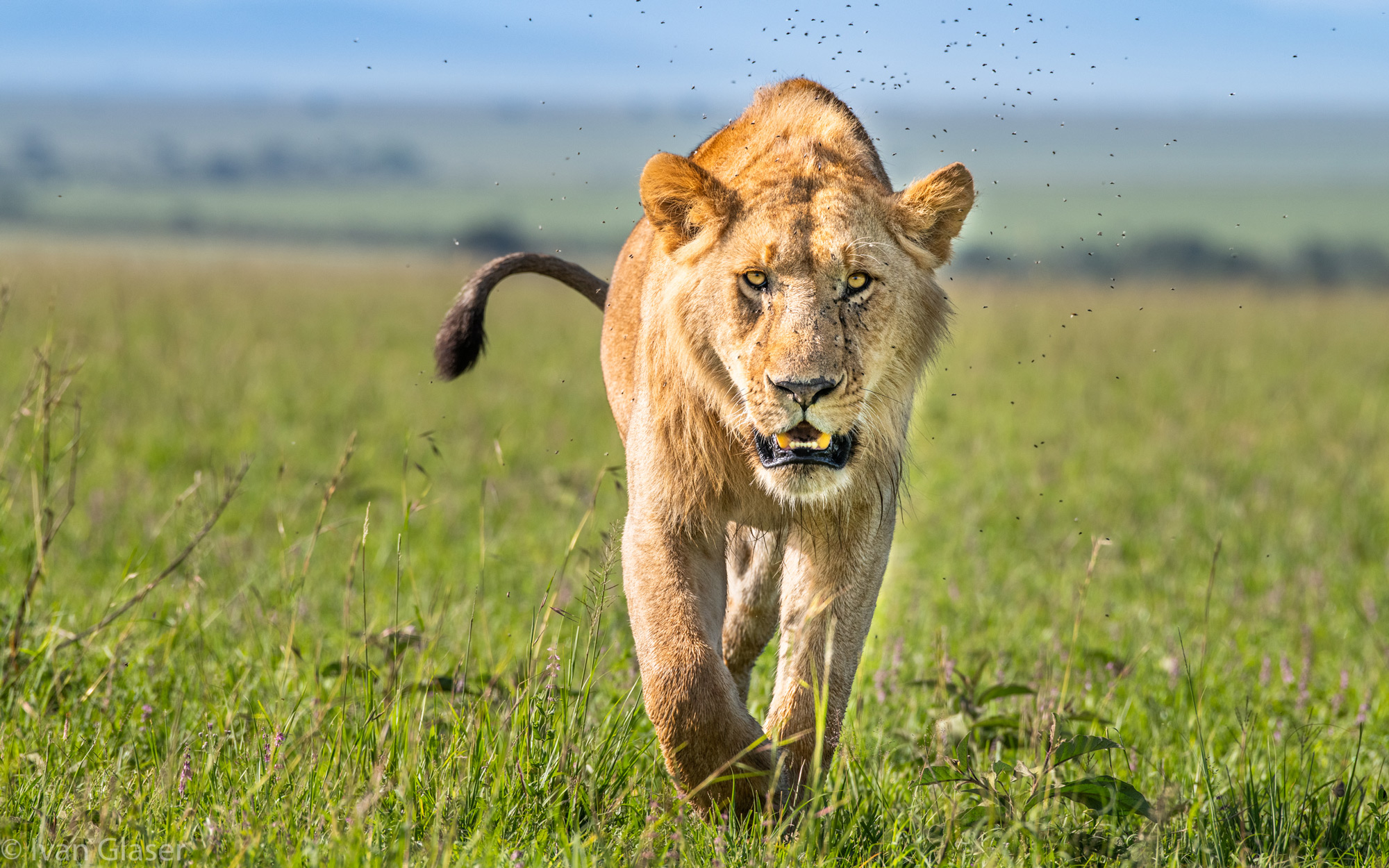 Sub-adult lion in Maasai Mara