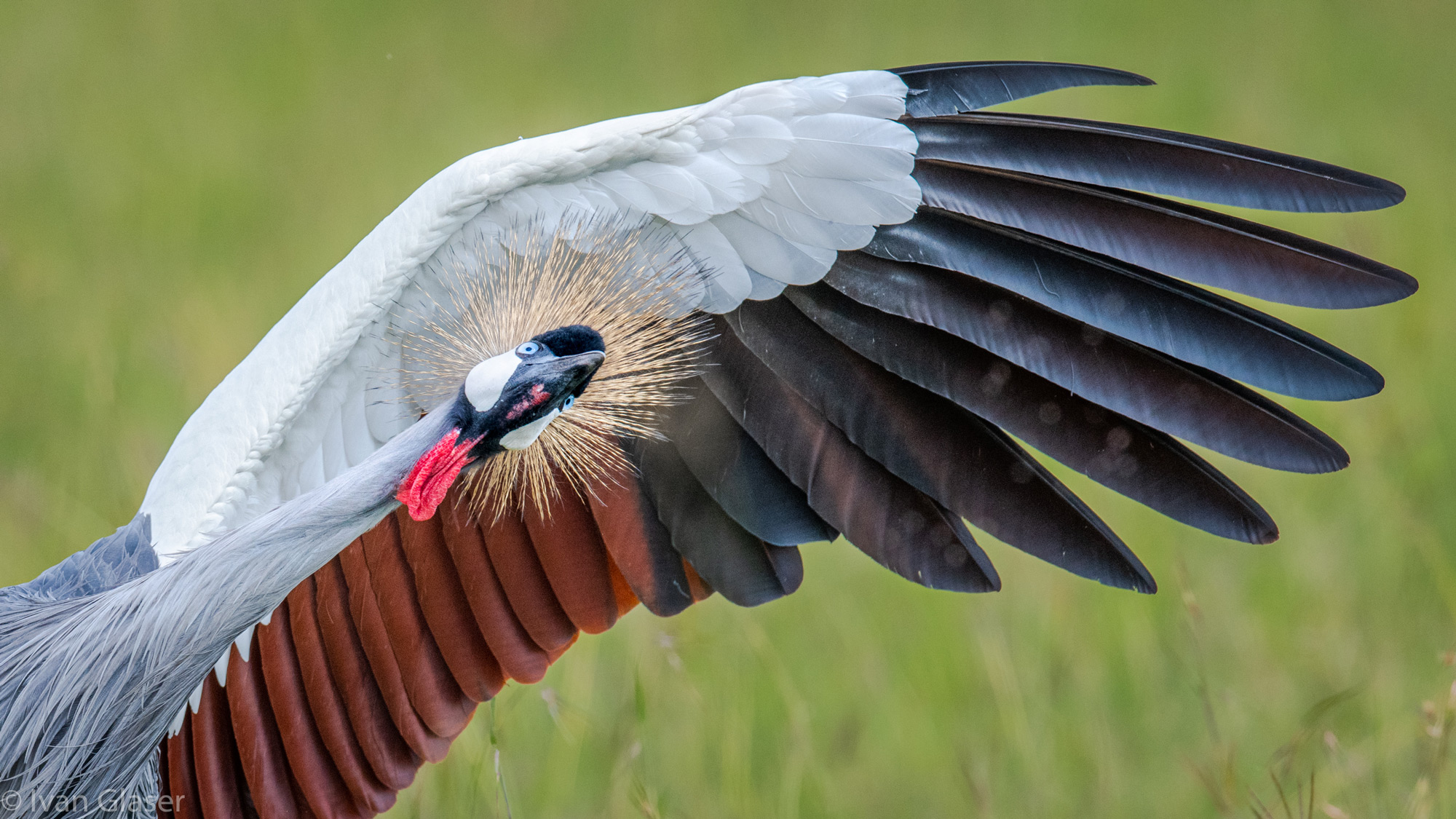 Grey crowned crane in Maasai Mara