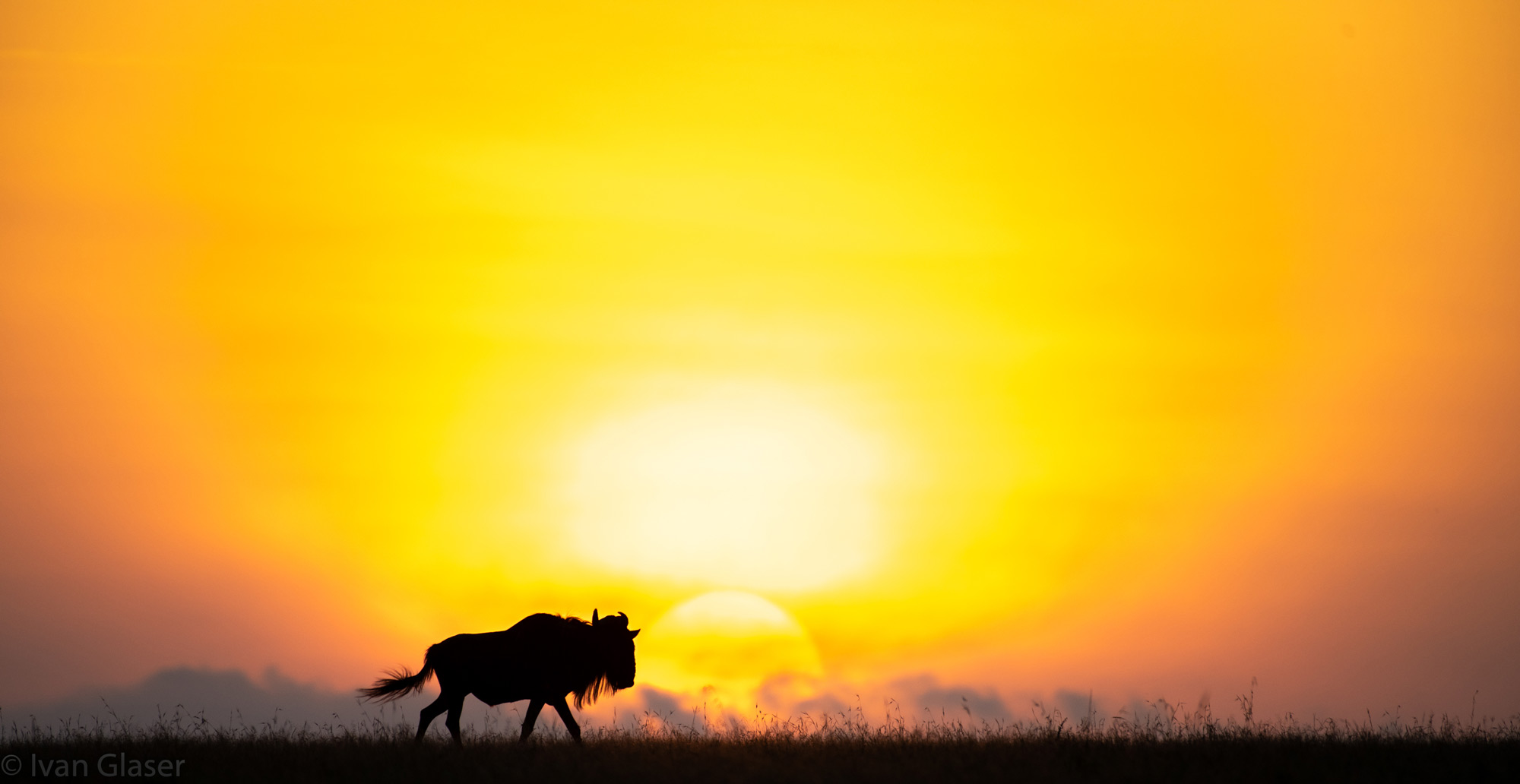 Wildebeest at sunrise in Maasai Mara