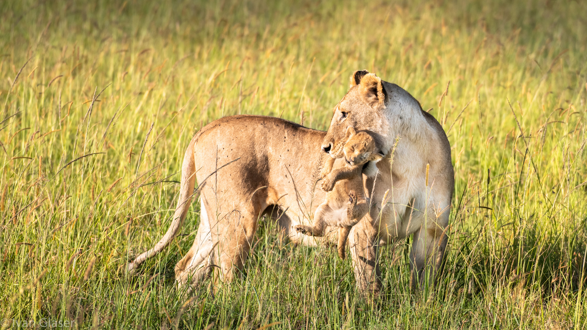 Mother lioness with cub in Maasai Mara