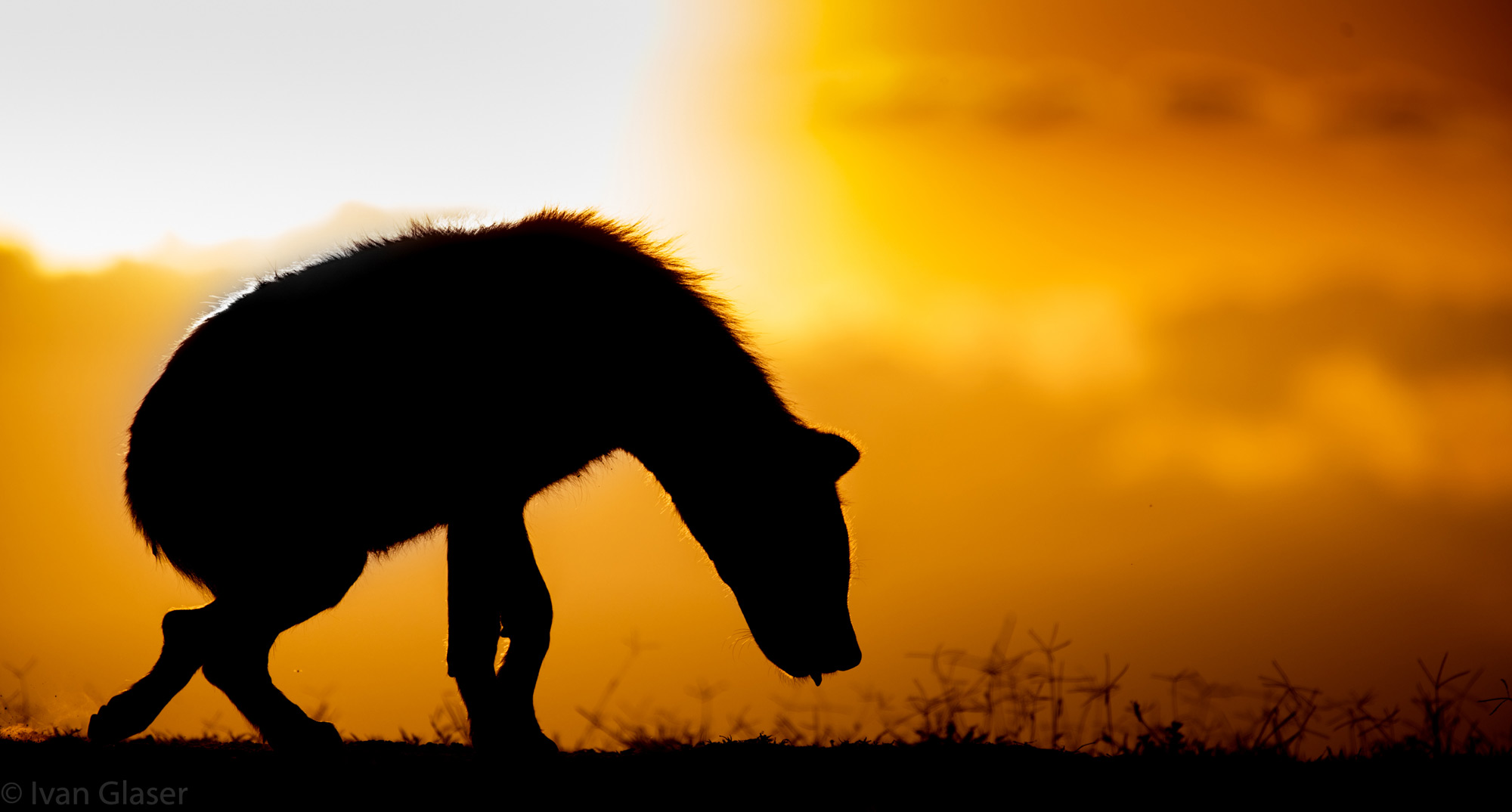 Spotted hyena in Maasai Mara