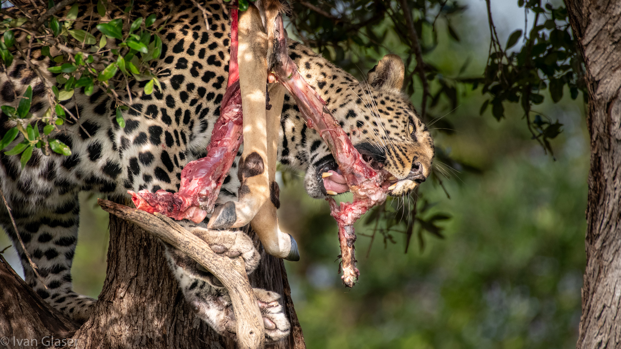 Leopard eating kill in tree