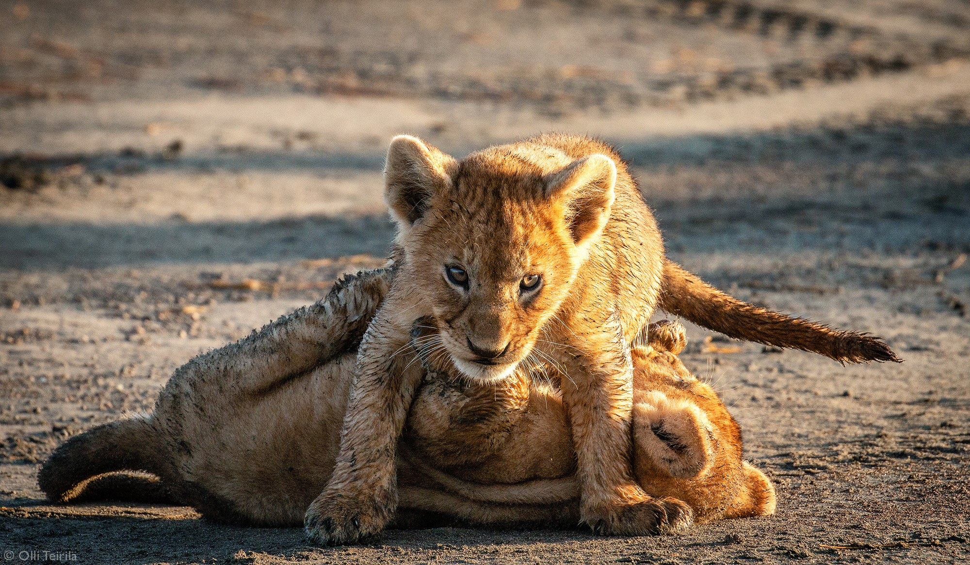 Young lion cubs play in Ndutu, Tanzania © Olli Teirilä