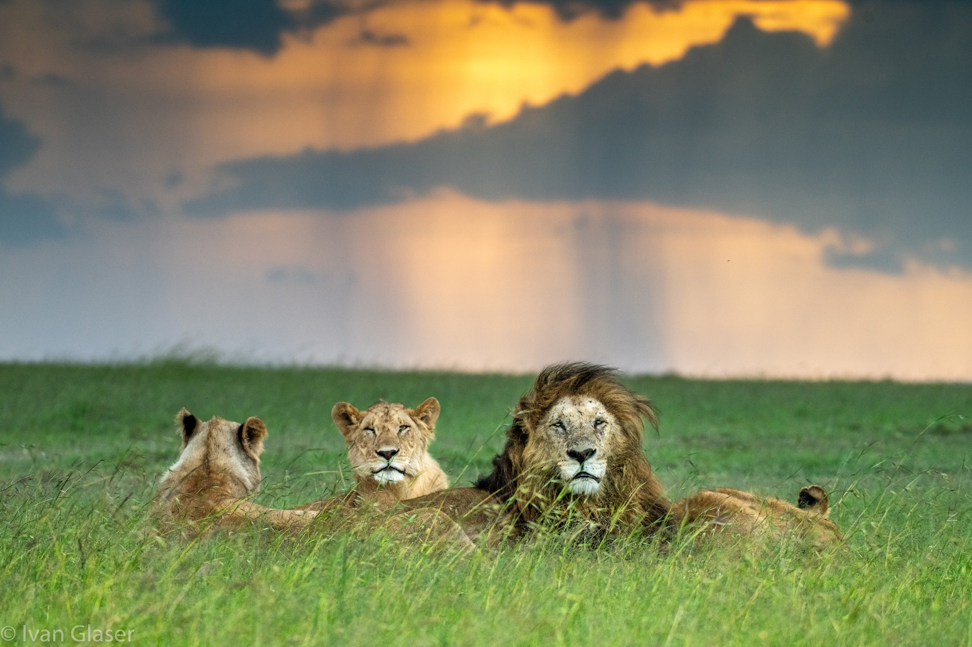 Lions in Maasai Mara