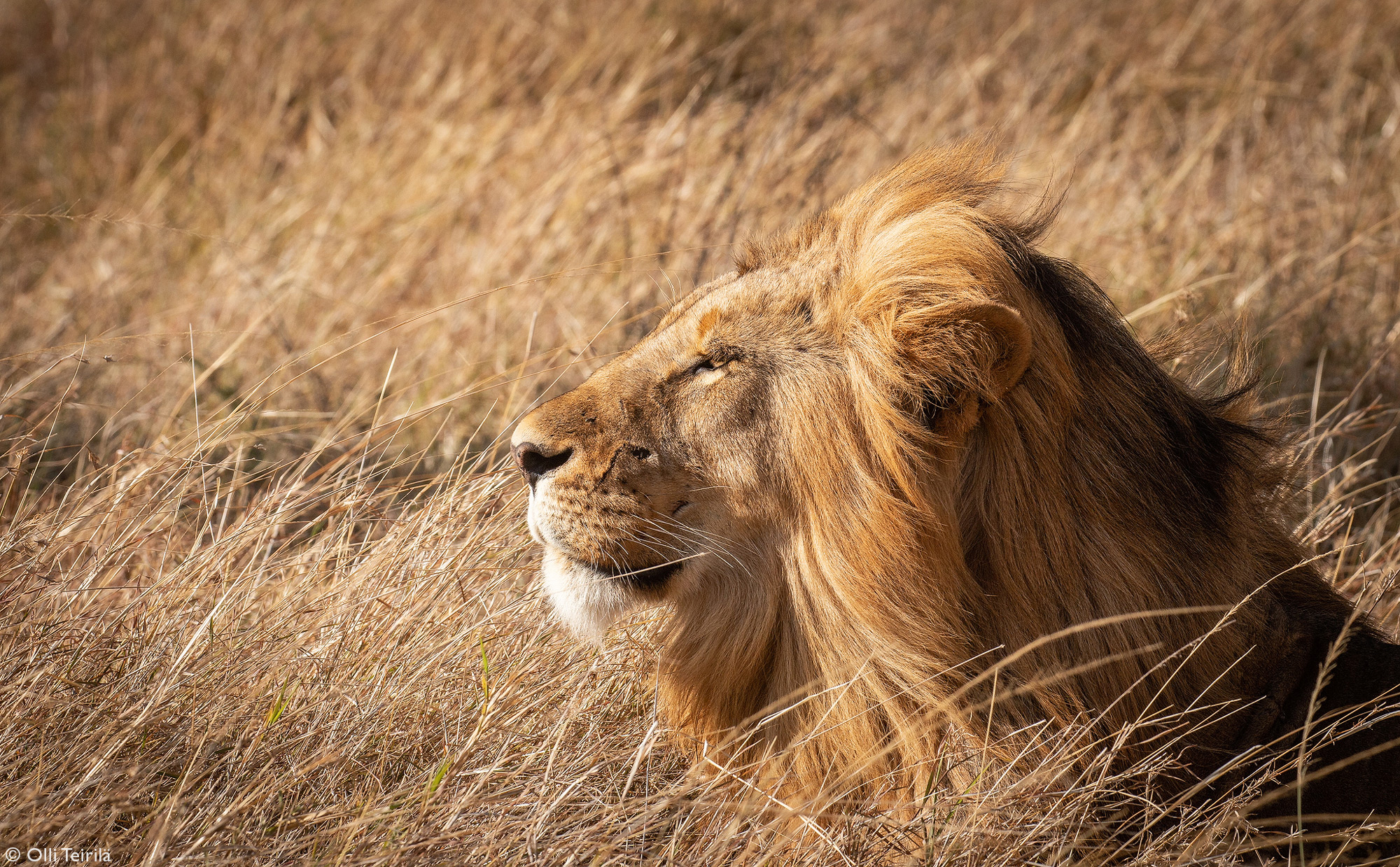 Portrait of a lion in Olare Motorogi Conservancy, Kenya © Olli Teirilä