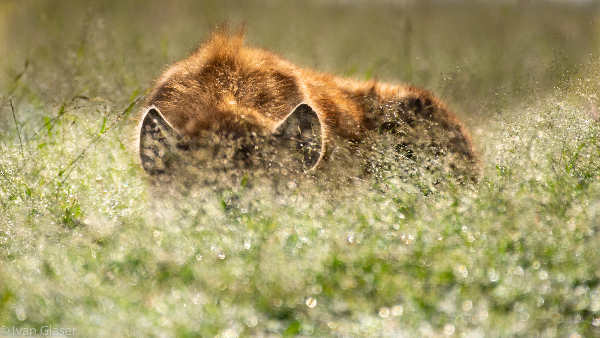 Spotted hyena in Maasai Mara