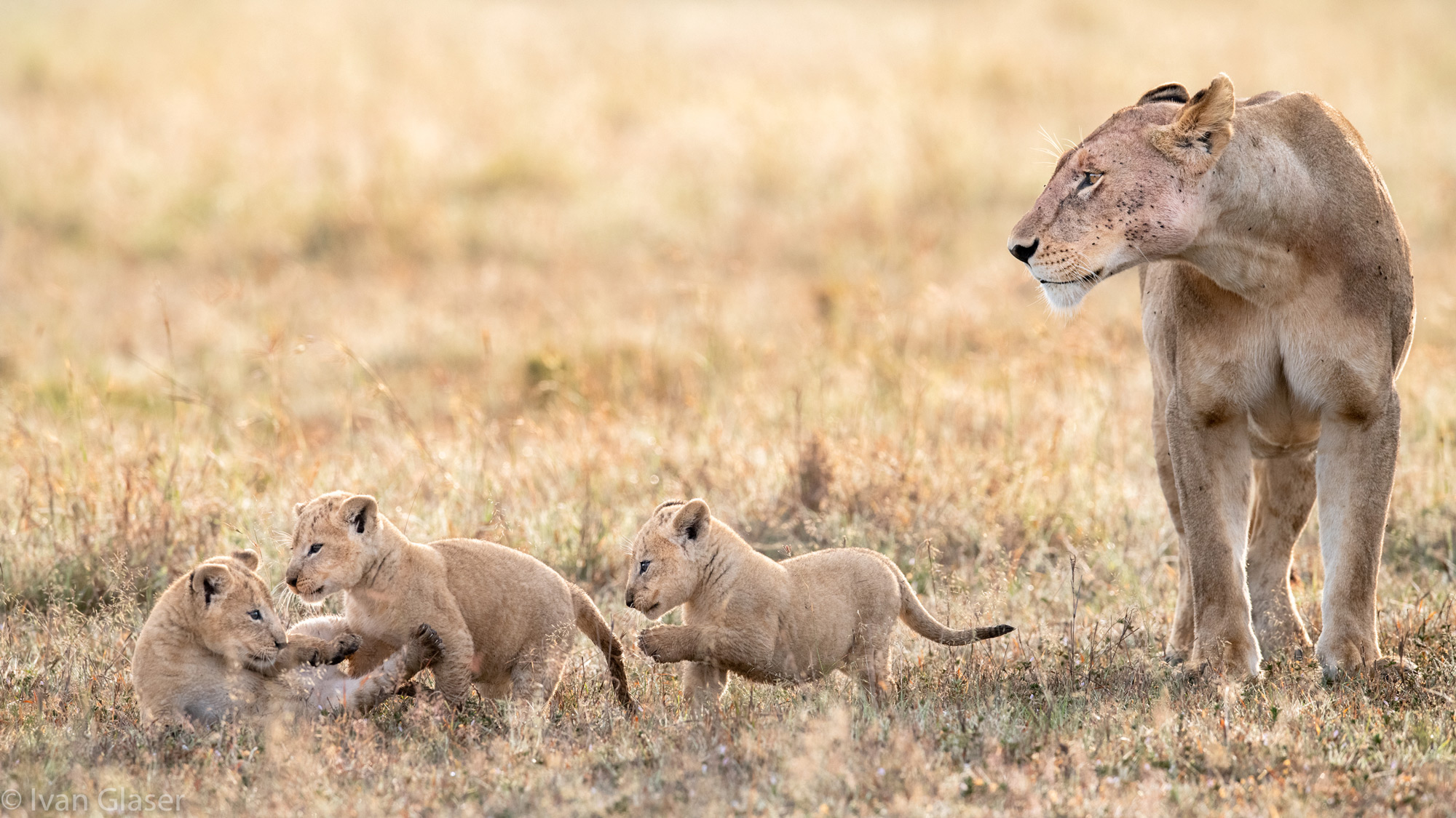 Lioness mother with three cubs in Maasai Mara