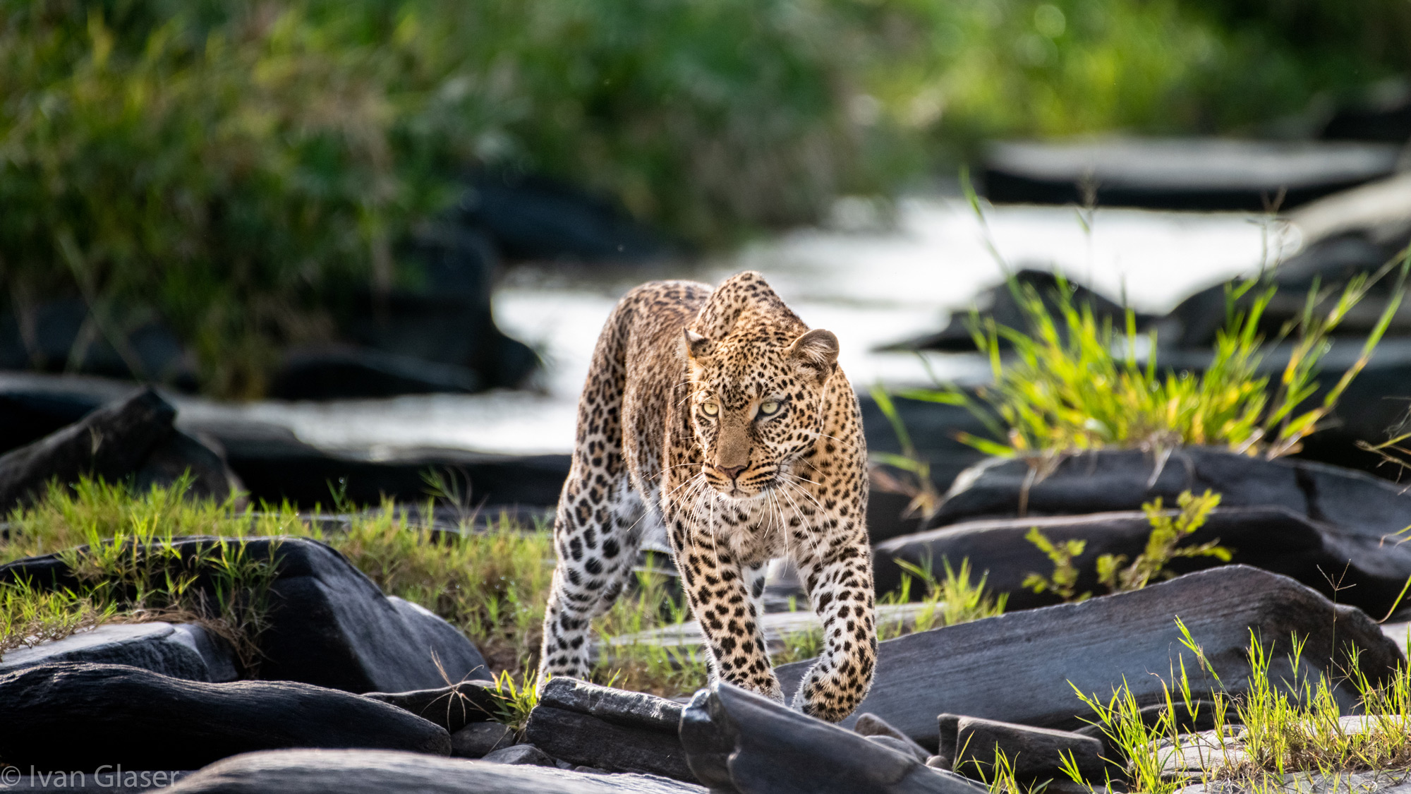 Leopard walking by river in Maasai Mara