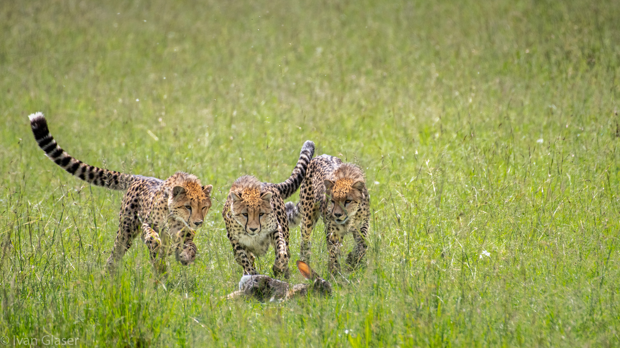 Cheetahs chasing hare in Maasai Mara