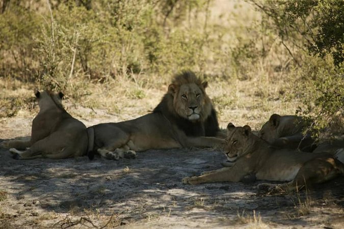 Male lion resting with lionesses