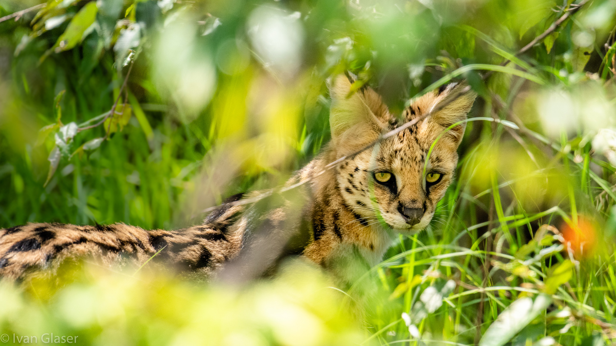 Serval cat in Maasai Mara