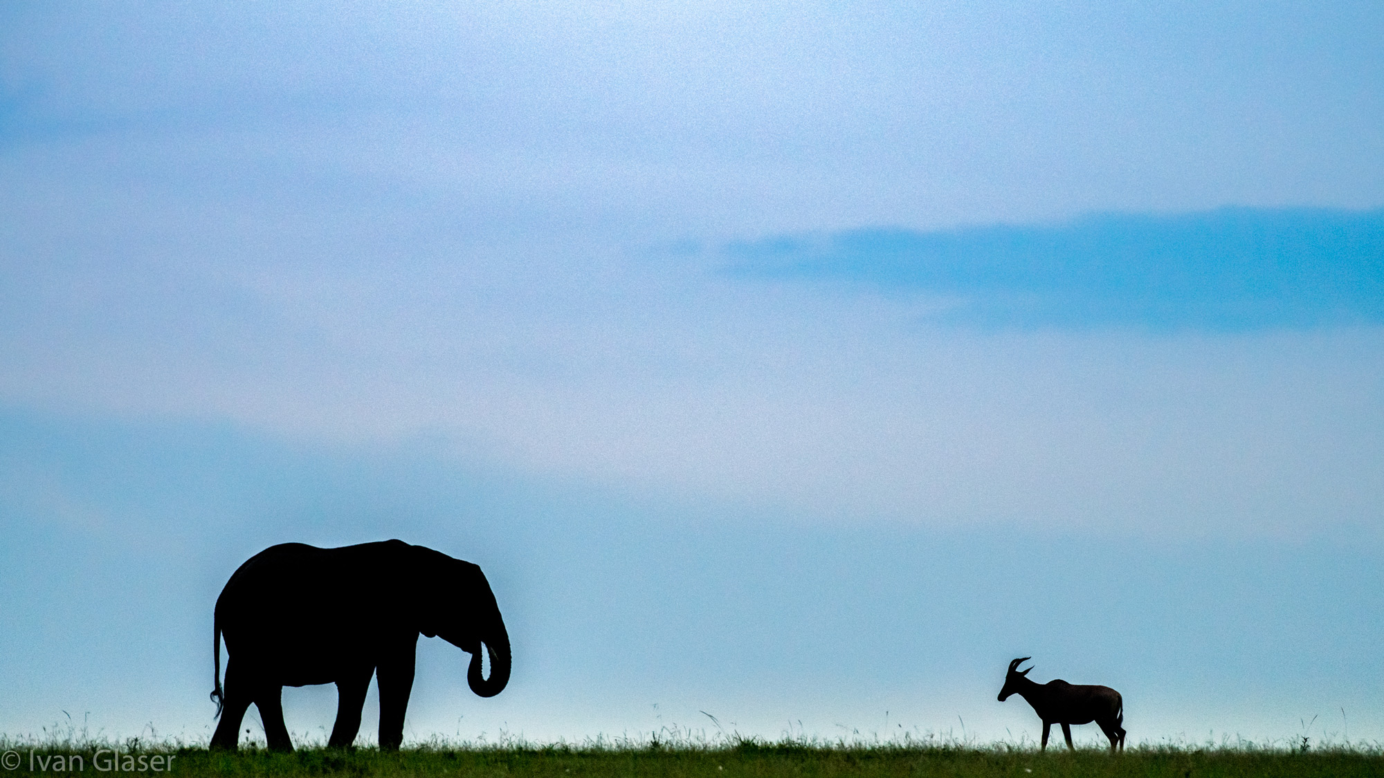 An elephant and topi in Maasai Mara