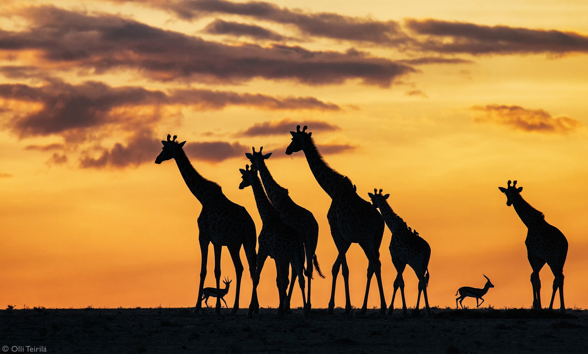 Sunset with giraffes in Maasai Mara National Reserve, Kenya © Olli Teirilä