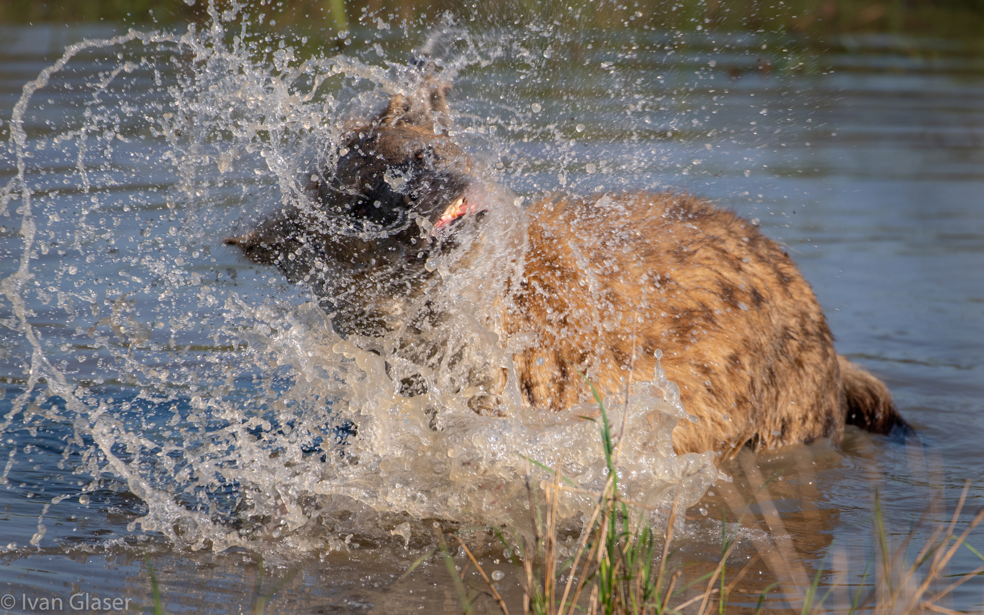 Spotted hyena in river in Maasai Mara