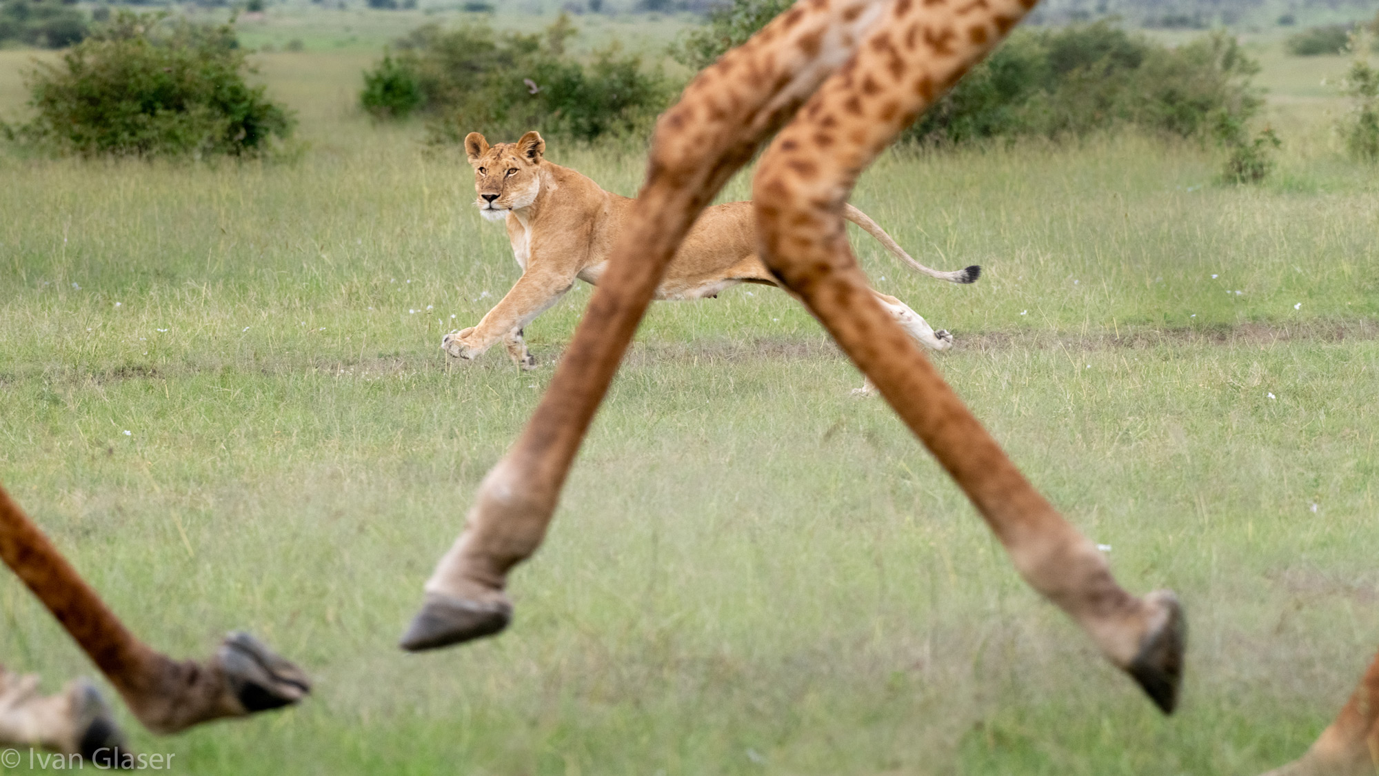 Lioness with giraffe in Maasai Mara