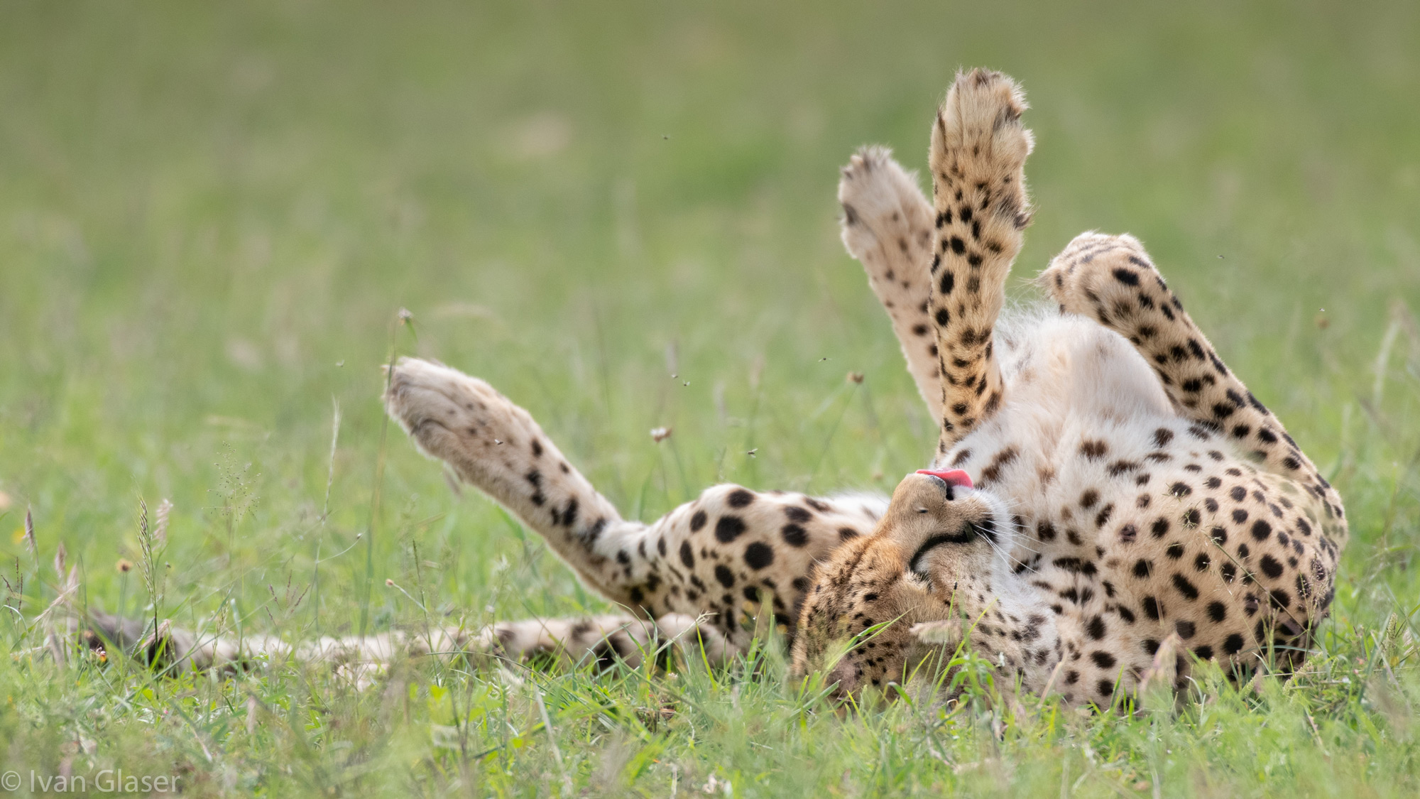 A cheetah relaxing in Maasai Mara